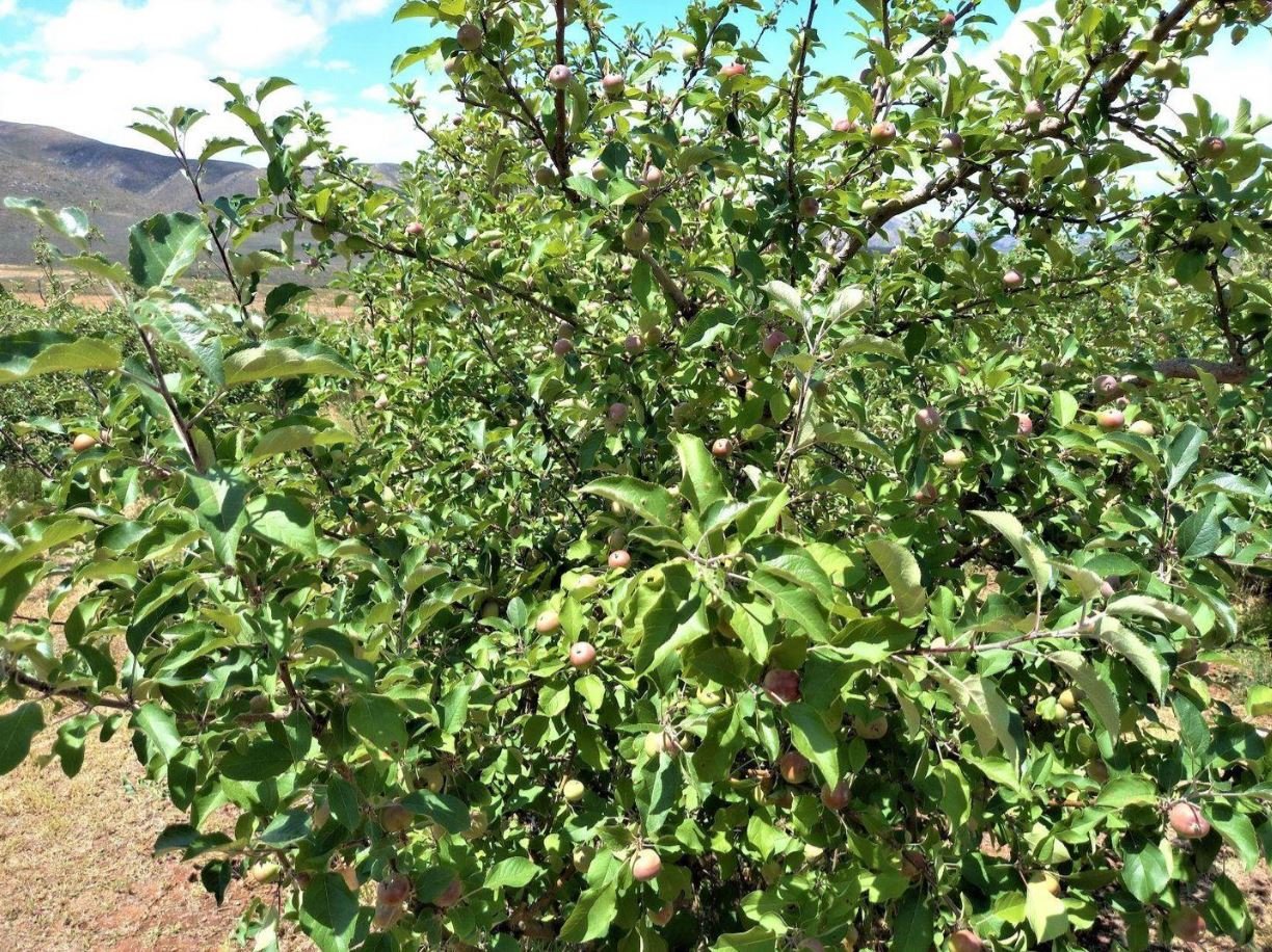 1,840Ha Export Fruit Farm for Sale Near Uniondale, Western Cape - Apples, Pears & Water Security image 8