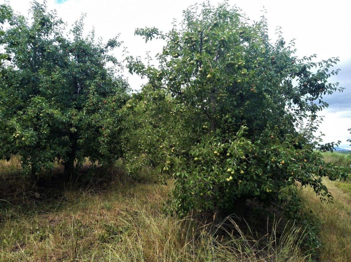 1,840Ha Export Fruit Farm for Sale Near Uniondale, Western Cape - Apples, Pears & Water Security image 9
