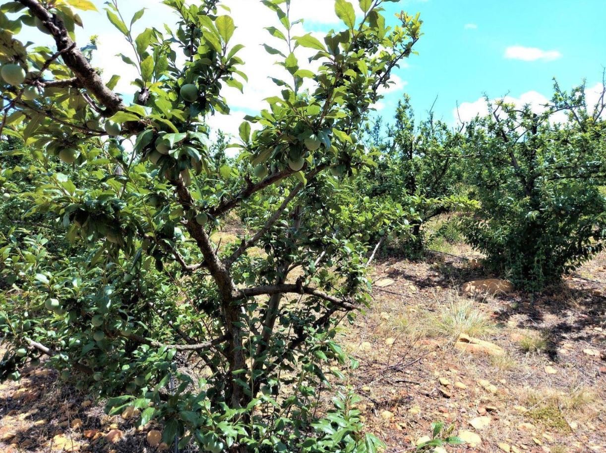 1,840Ha Export Fruit Farm for Sale Near Uniondale, Western Cape - Apples, Pears & Water Security image 14