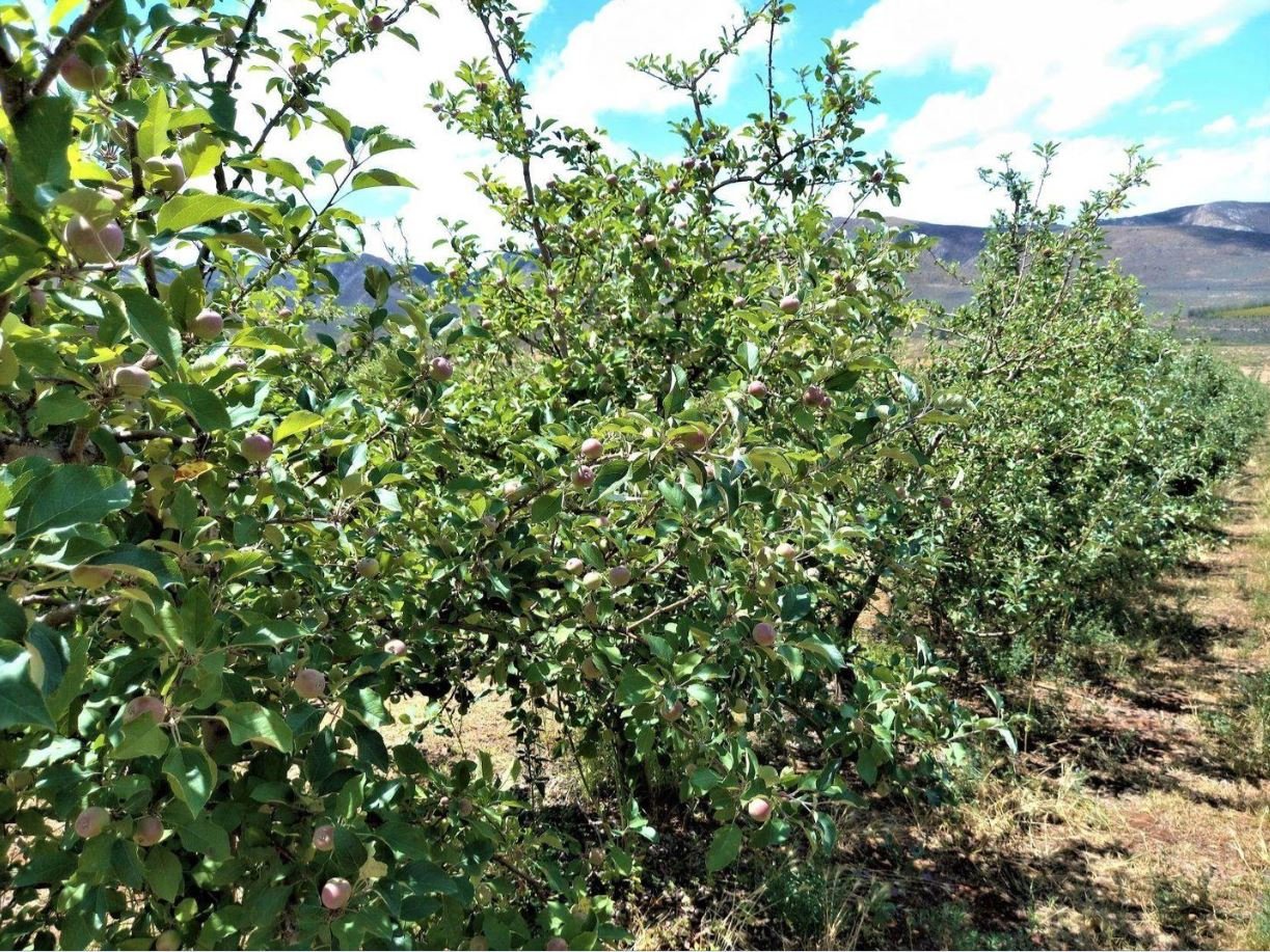 1,840Ha Export Fruit Farm for Sale Near Uniondale, Western Cape - Apples, Pears & Water Security image 16