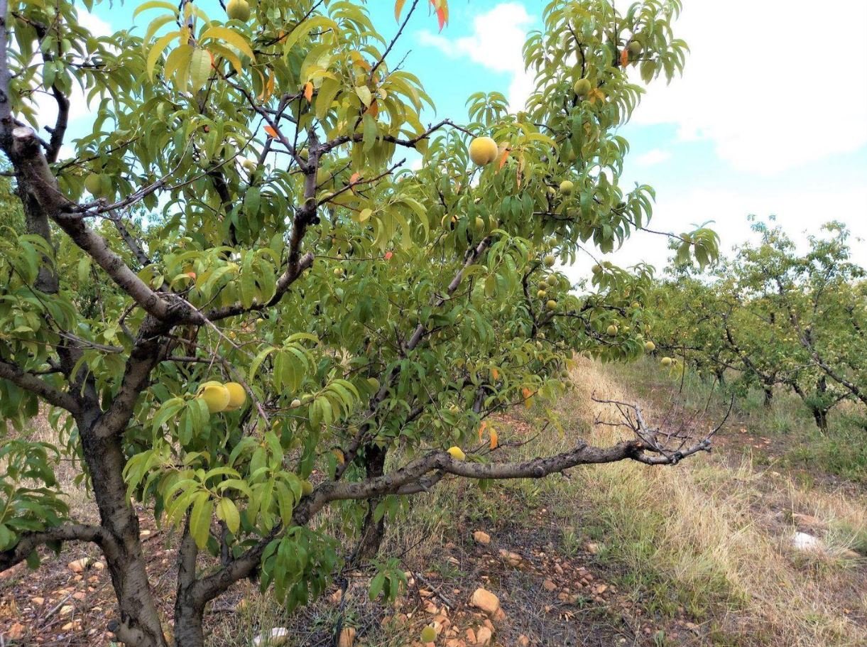 1,840Ha Export Fruit Farm for Sale Near Uniondale, Western Cape - Apples, Pears & Water Security image 20